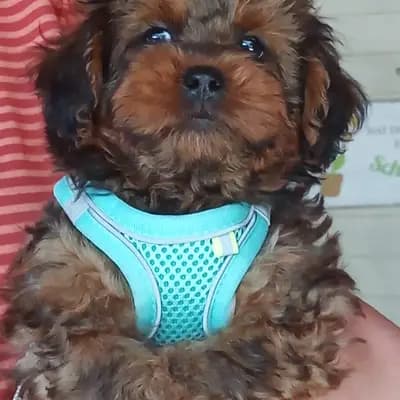 Wickie – Shih Tzu Welpe, Niedersachsen, 由...饲养 Shihpoo von der Schleuse