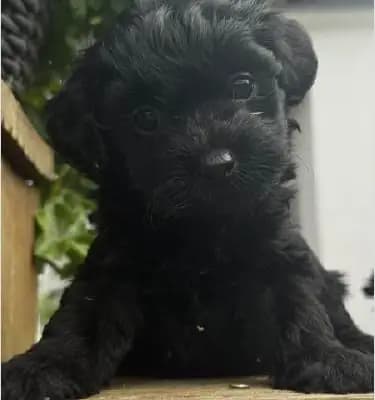 Bollipoo Hündin – Maltipoo Welpe, Thüringen, 由...饲养 Rassehundezucht Cornelia Perner