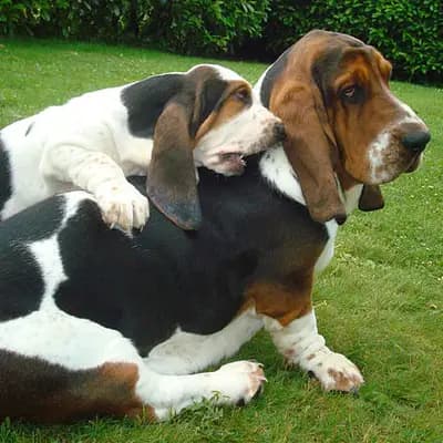 Basset Hound – Hunderasse
