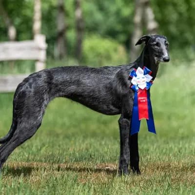 Deseo – Galgo Espanol Welpe, Niedersachsen, 由...饲养 del Luna y Sol