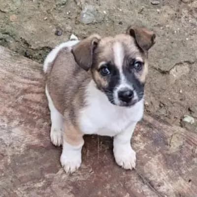 ZERINE – Mischling, Im Tierheim Animal Souls e.V.