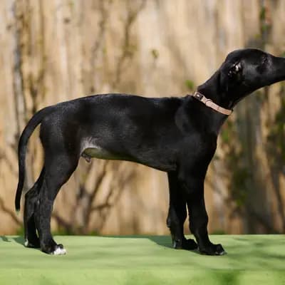 Delandro – Galgo Espanol Welpe, Niedersachsen, 由...饲养 del Luna y Sol