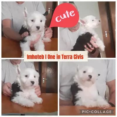 Inhoteb – Chinese Crested Dog Welpe, Bayern, Aufgezogen von Terra Civis - Ich bin nichts für schwache Nerven