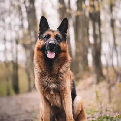 Deutscher Schäferhund