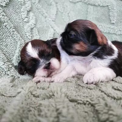 Olga – Shih Tzu Welpe, Saxony-Anhalt, Yetiştirildi Garden of Little Lions