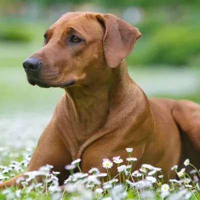 Rhodesian Ridgeback – Hunderasse