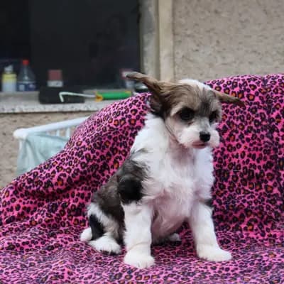 Chinese Crested Welpen – Chinese Crested Dog Welpe, Brandenburg, 由...饲养 Luch's Black Guardian