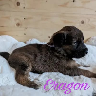 Eragon – Wäller Welpe, Niedersachsen, 由...饲养 Wäller aus der Obergrafschaft