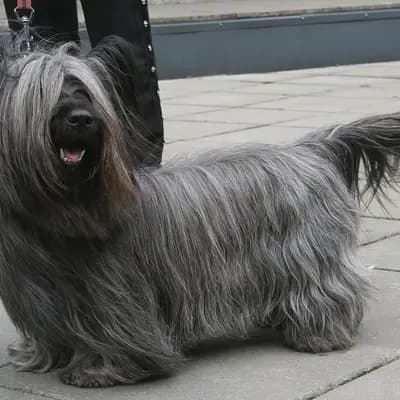 Skye Terrier – Hunderasse