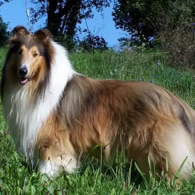 Blue-merle Rüde 1 – Amerikanischer Collie Welpe, Baden-Württemberg, 由...饲养 Collies of Amarsis