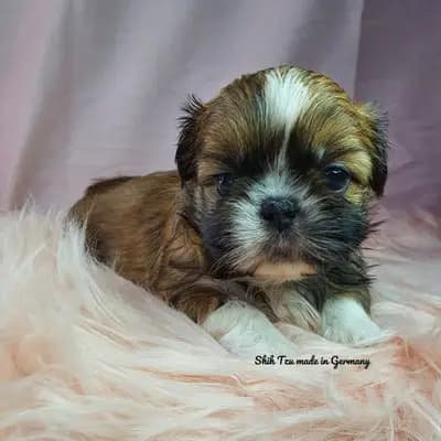 Reinrassige Shih Tzu Welpen – Shih Tzu Welpe, Hessen, 由...饲养 Shih Tzu made in Germany