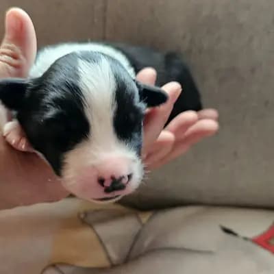 Australian Shepherd Welpen ab anfang Oktober – Australian Shepherd Welpe, Bayern, Aufgezogen von Colorful soul