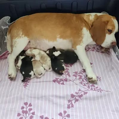 Beaglewelpen mit Ahnentafel – Beagle Welpe, Baden-Württemberg, 由...饲养 Beagle vom Liebensteiner Schloss