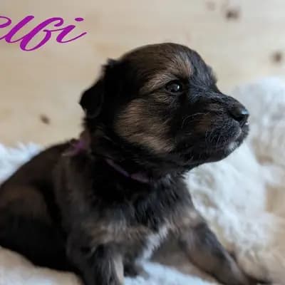Elfie – Wäller Welpe, Niedersachsen, 由...饲养 Wäller aus der Obergrafschaft
