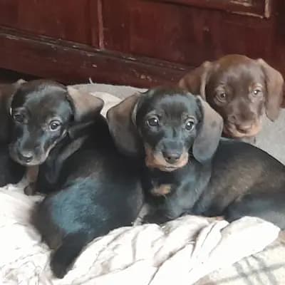 Zwergrauhaar Dackelwelpen mit Papieren – Magyar Vizsla Welpe, Niedersachsen, 由...饲养 Von Mare Germanicum