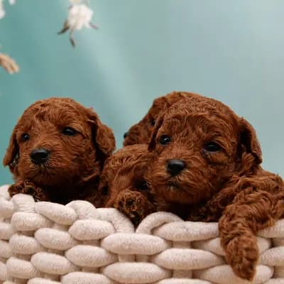Pudel-Welpen aus familiärer Vereinszucht, in red (dark-red), suchen ab dem 08.08.! – Großpudel (Königspudel) Welpe, Nordrhein-Westfalen, 由...饲养 Stouky´s Tibet Terrier