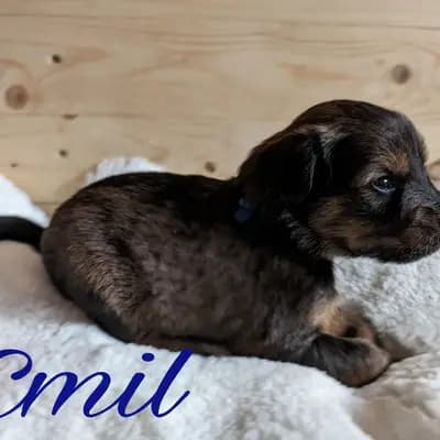 Emil – Wäller Welpe, Niedersachsen, 由...饲养 Wäller aus der Obergrafschaft