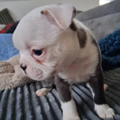 Ash – Boston Terrier Welpe, Nordrhein-Westfalen, Raised by Von den Manchester Hexen