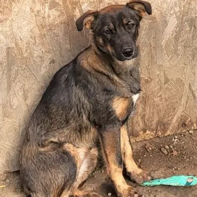 Cookie – Mischling, Im Tierheim Animal Souls e.V.