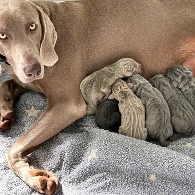 R-Wurf – Weimaraner Wurf, Nordrhein-Westfalen, Raised by Weimaraner of royal Diamonds