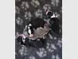 Max – Bearded Collie Welpe, Sachsen, 由...饲养 Heart Diamond Bearded Collies