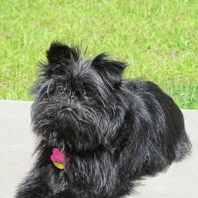 Affenpinscher – Hunderasse
