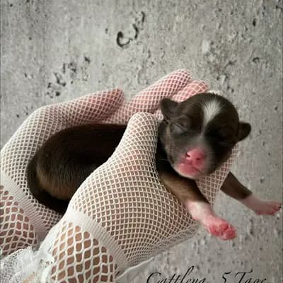 Cattleya – Chinese Crested Dog Welpe, Hessen, 由...饲养 Like Ice in the Sunshine
