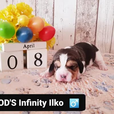 Ilko – Beagle Welpe, Bayern, 由...饲养 Master of Dumphill Beagle Kennel