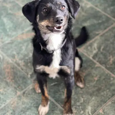 Doris – Mischling, Im Tierheim Animal Souls e.V.