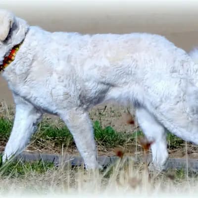 I2-Wurf – 库瓦兹犬 Wurf, Rheinland-Pfalz, 由...饲养 Kuvasz Zucht "Vom Quecksilber"