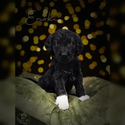 Enoki – Labradoodle (Labrador x Pudel) Welpe, Niedersachsen, Raised by ChocoDoodle