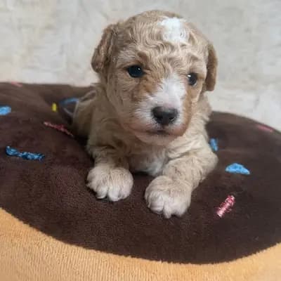 Toypudel/Zwergpudel mit Stammbaum auszugsbereit Aprikot mit weiß – Großpudel (Königspudel) Welpe, Niedersachsen, 由...饲养 Chihuahuas von der grünen Wiese