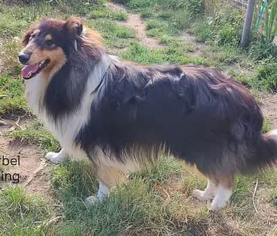 A-Wurf (A-Würmchen) – 美国牧羊犬 Wurf, Hamburg, 由...饲养 Nordic Lassies