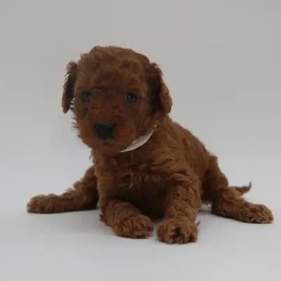 Pudel-Welpen aus familiärer Vereinszucht, in red (dark-red), suchen ab dem 05.05.! – Großpudel (Königspudel) Welpe, Nordrhein-Westfalen, 由...饲养 Stouky´s Tibet Terrier