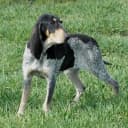 Foto der Rasse Petit bleu de Gascogne