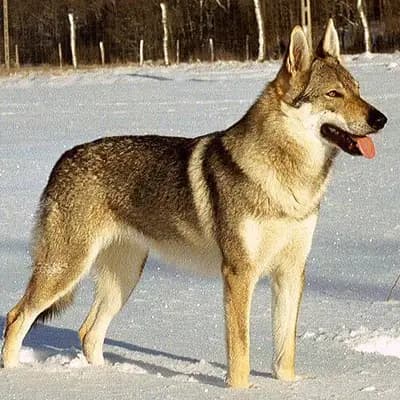 Tschechoslowakischer Wolfhund – Hunderasse