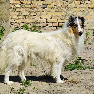 Welpen von Gucci x Moon – 美国牧羊犬 Wurf, Baden-Württemberg, 由...饲养 Collie of Golden Gate