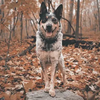 Australian Cattle Dog – Hunderasse