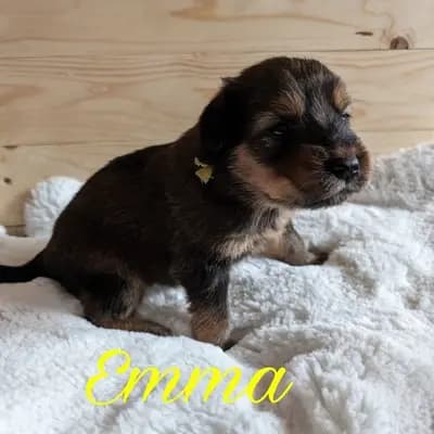 Emma – Wäller Welpe, Niedersachsen, 由...饲养 Wäller aus der Obergrafschaft