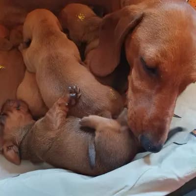 X-Wurf – 腊肠犬(短毛) Wurf, Schleswig-Holstein, 由...饲养 Jamnik's