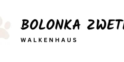 Quirina – Bolonka Zwetna (Nationale Rasse) Welpe, Nordrhein-Westfalen, 由...饲养 Bolonka Zwetna Züchter in NRW
