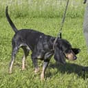 Foto der Rasse Luzerner Laufhund