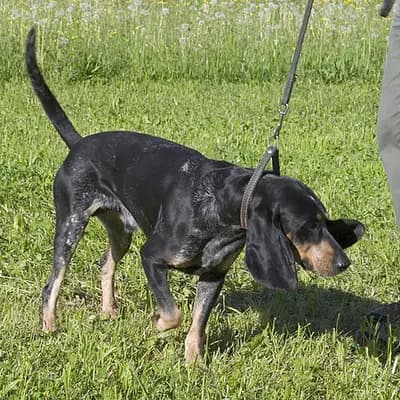 Luzerner Laufhund – Hunderasse