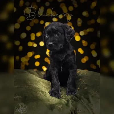 Blueberry – Labradoodle (Labrador x Pudel) Welpe, Niedersachsen, Raised by ChocoDoodle