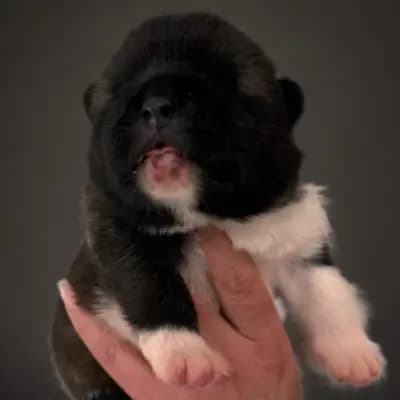 Bonnie – Amerikanischer Akita Welpe, Baden-Württemberg, 由...饲养 On the highest