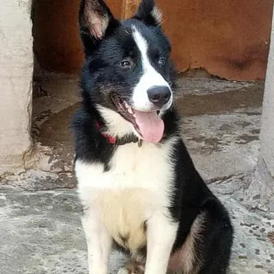 LOKI – 阿拉斯加雪橇犬, Baden-Württemberg, Im Tierheim Animal Souls e.V.