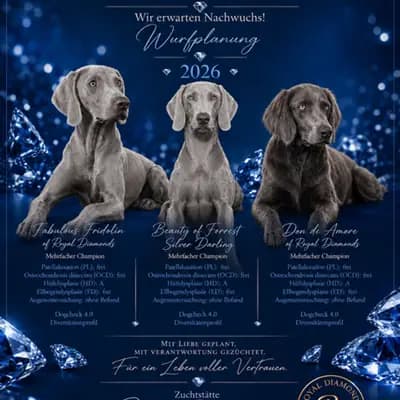 Quasar Silver Arrow – Weimaraner Welpe, Nordrhein-Westfalen, 由...饲养 Weimaraner of royal Diamonds
