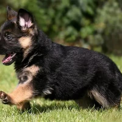 Kira – Deutscher Schäferhund Welpe, Berlin, 由...饲养 Beispiel-Profil