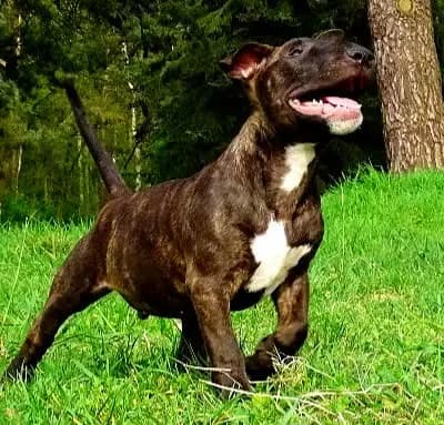 Elias – Miniature Bullterrier Welpe, Niedersachsen, 由...饲养 Kawaakari