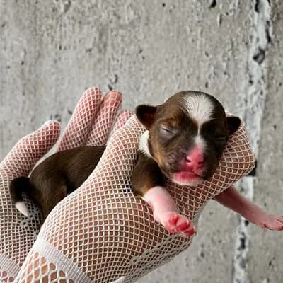 Copper Moon – Chinese Crested Dog Welpe, Hessen, 由...饲养 Like Ice in the Sunshine